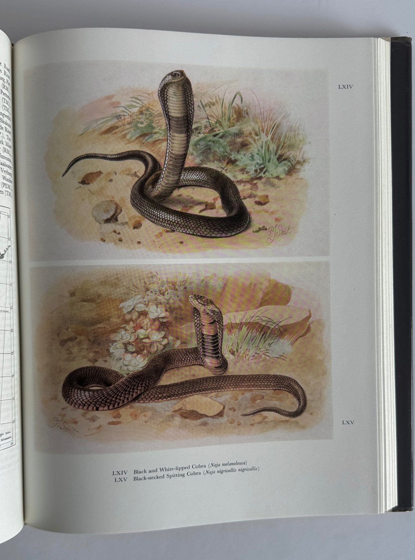 Snakes of Southern Africa