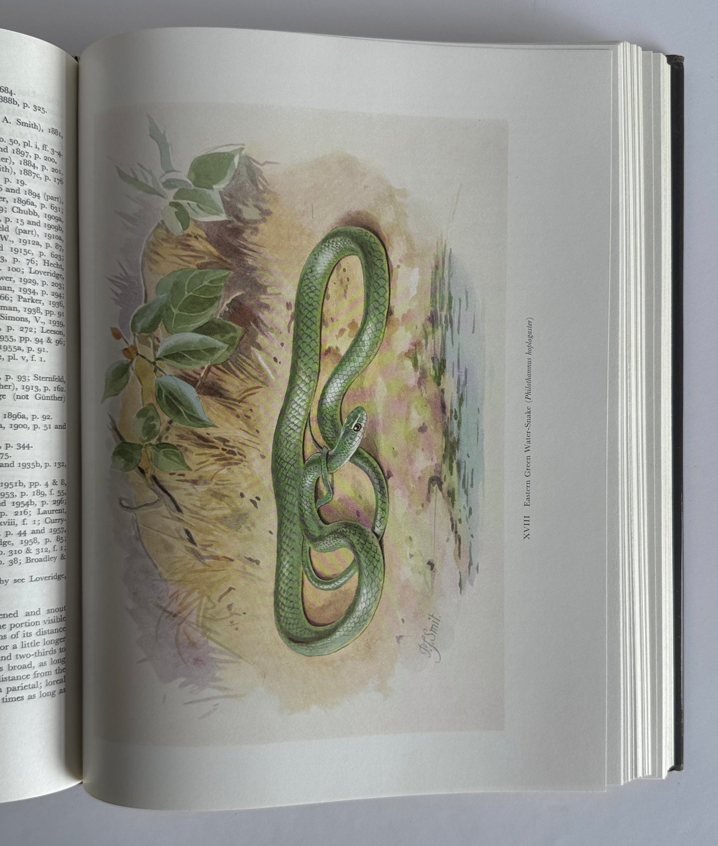 Snakes of Southern Africa