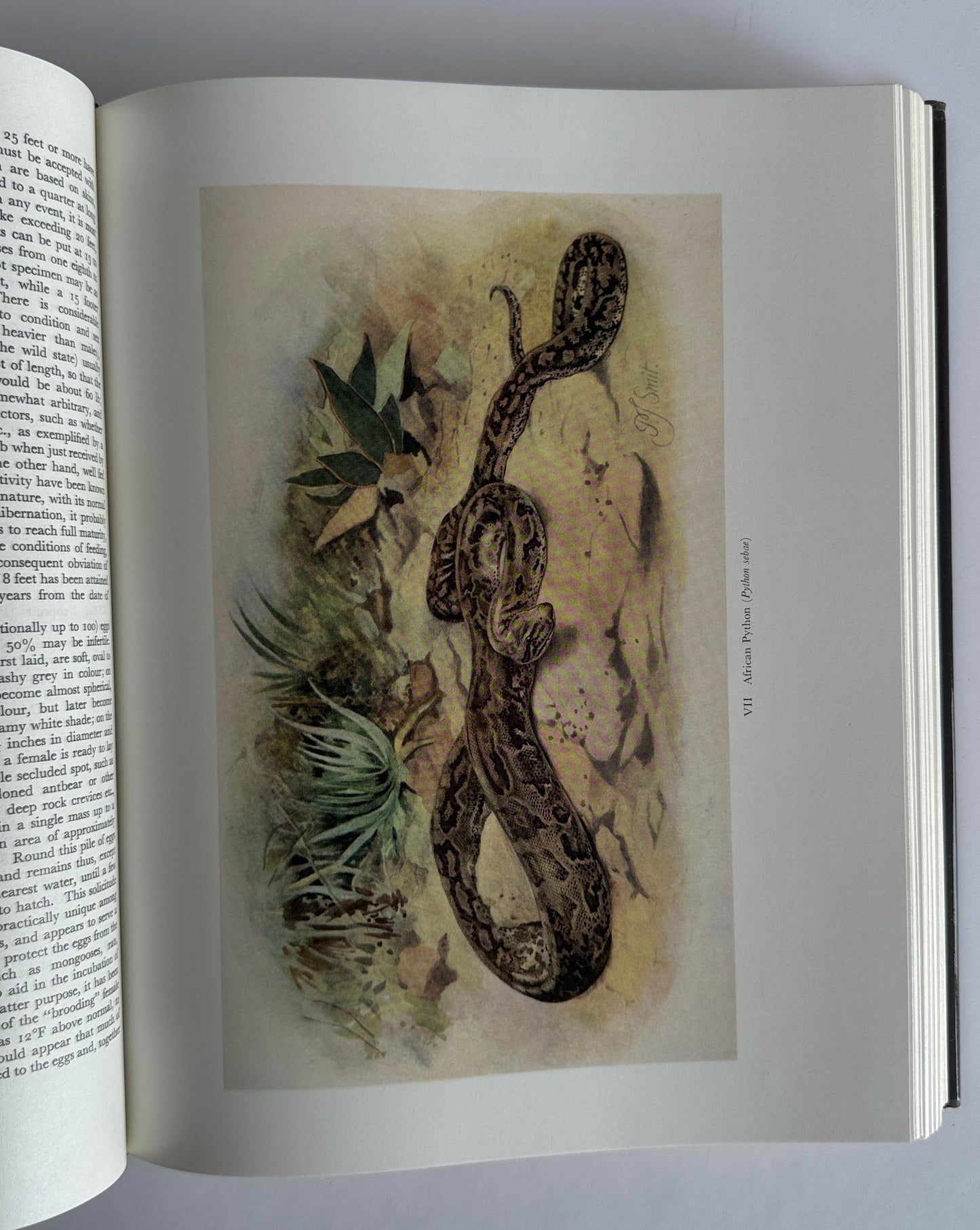 Snakes of Southern Africa