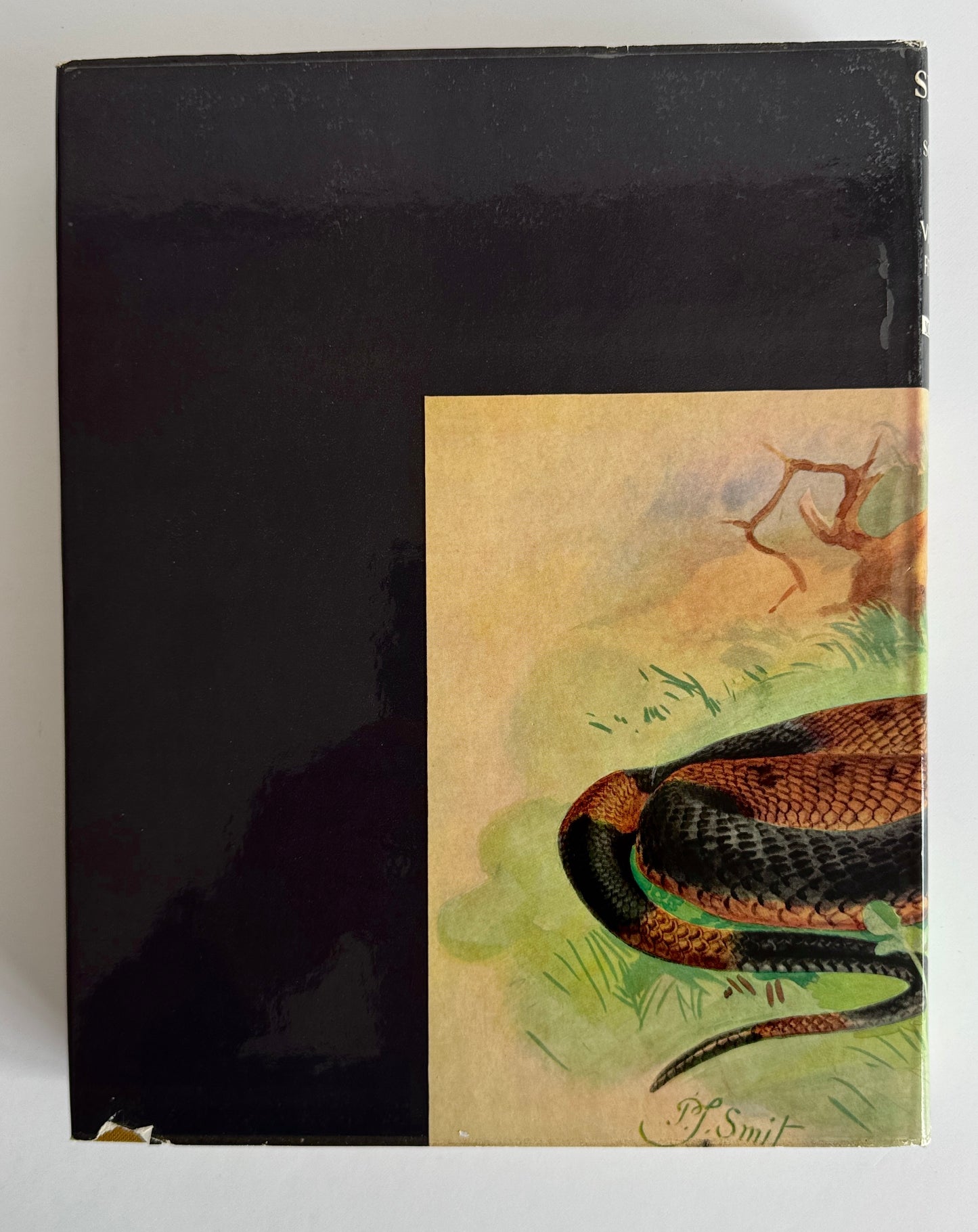 Snakes of Southern Africa