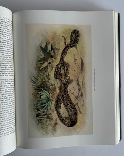 Snakes of Southern Africa